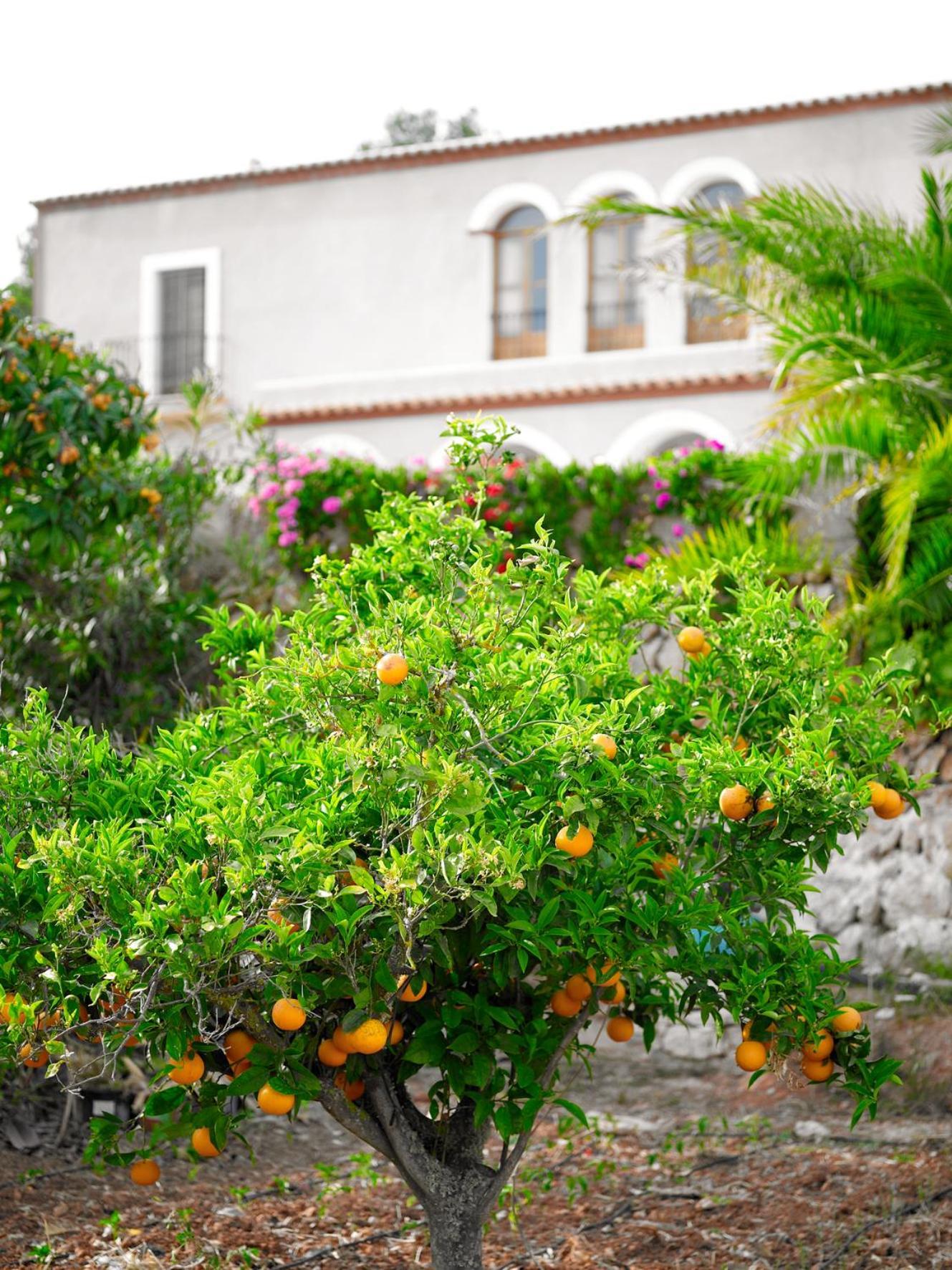 Agroturisme Can Planells Sant Miquel De Balansat Exterior foto